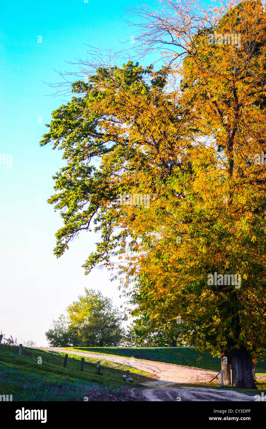 Herbst Baum und Straße Stockfoto