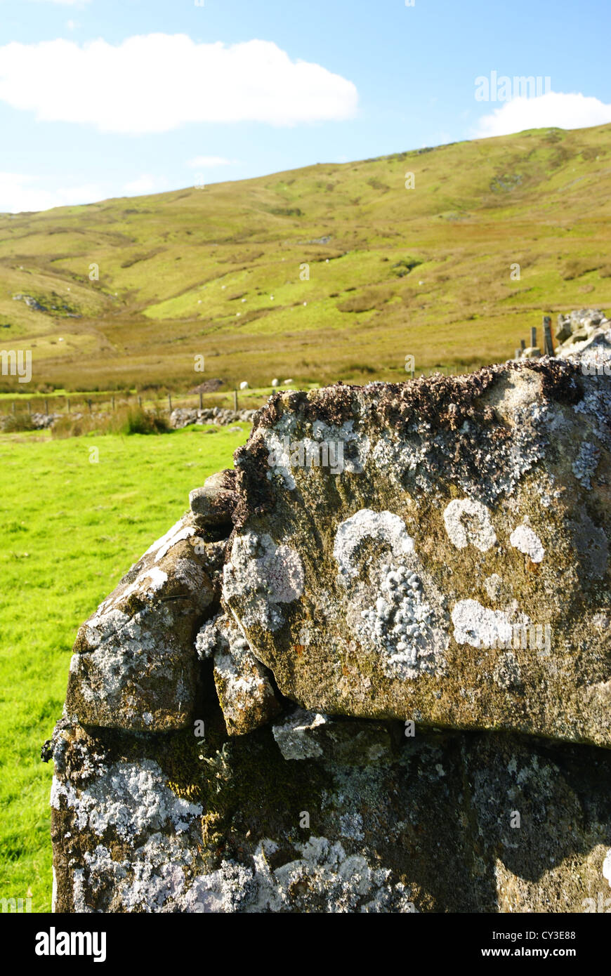 Trockenmauer mit Flechten in Nord-Wales auf einem Hochland Bauernhof verkrustet Stockfoto