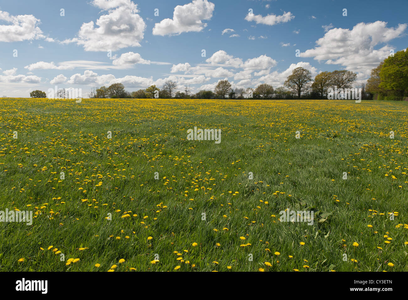 Sunny Display auf Wiese von Löwenzahn Blüten kontrastieren mit wilden Wiese für Heu im Spätsommer Weide geerntet werden Stockfoto