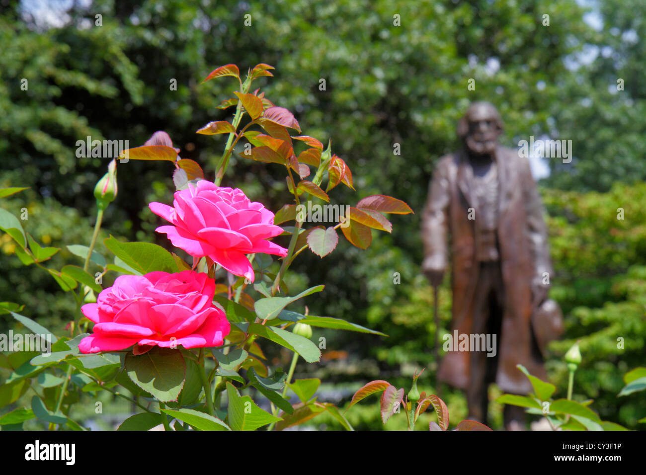 Boston Massachusetts, Boston Public Garden, Rose, Blume, Edward Everett Hale Statue, Autor, Historiker, Unitarier Geistlicher, MA120823035 Stockfoto