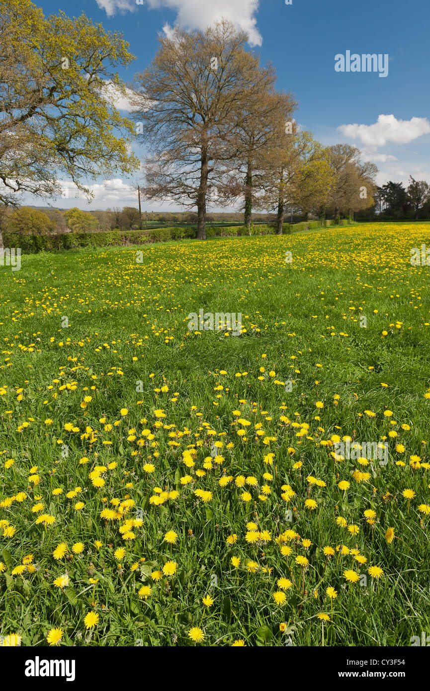 Sunny Display auf Wiese von Löwenzahn Blüten kontrastieren mit wilden Wiese für Heu im Spätsommer Weide geerntet werden Stockfoto