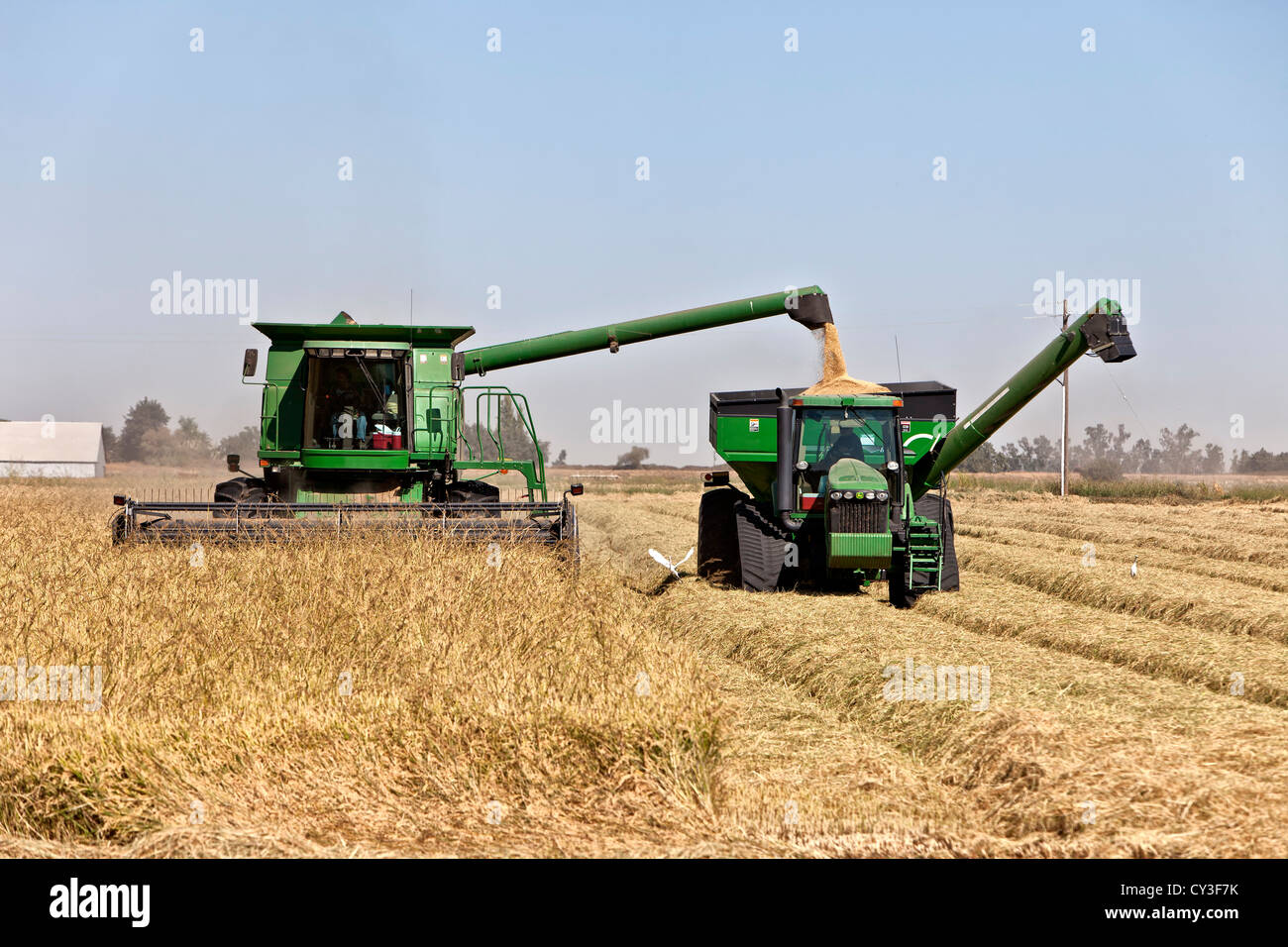 John Deere Mähdrescher ernten "kurze Grain" weißer Reis, einzahlen auf Bankout Wagen. Stockfoto