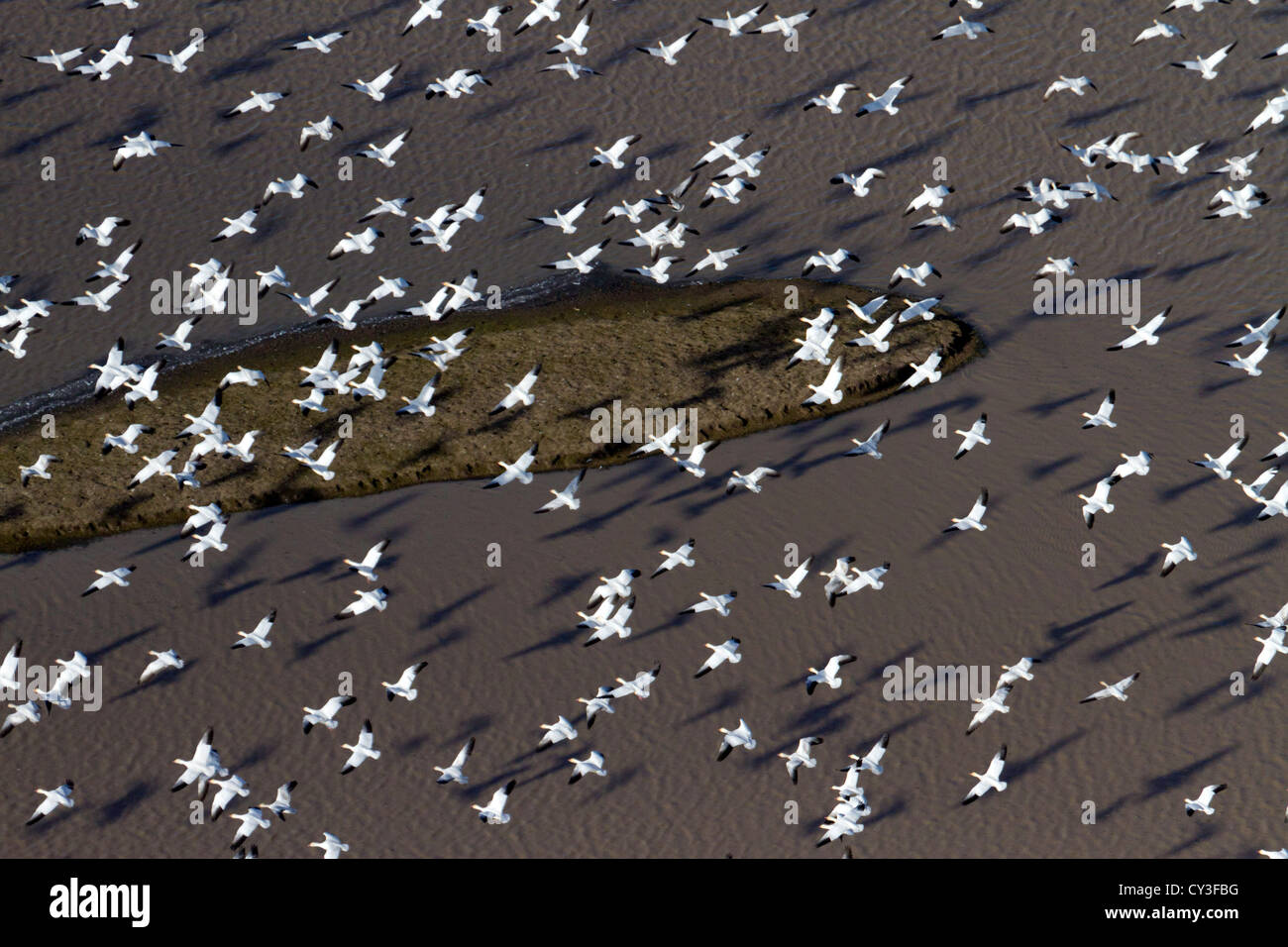 Schwärme von Schneegänsen der Llano Seco-Unit von der North Central Valley Wildlife Management Area, wie aus der Luft gesehen. Stockfoto