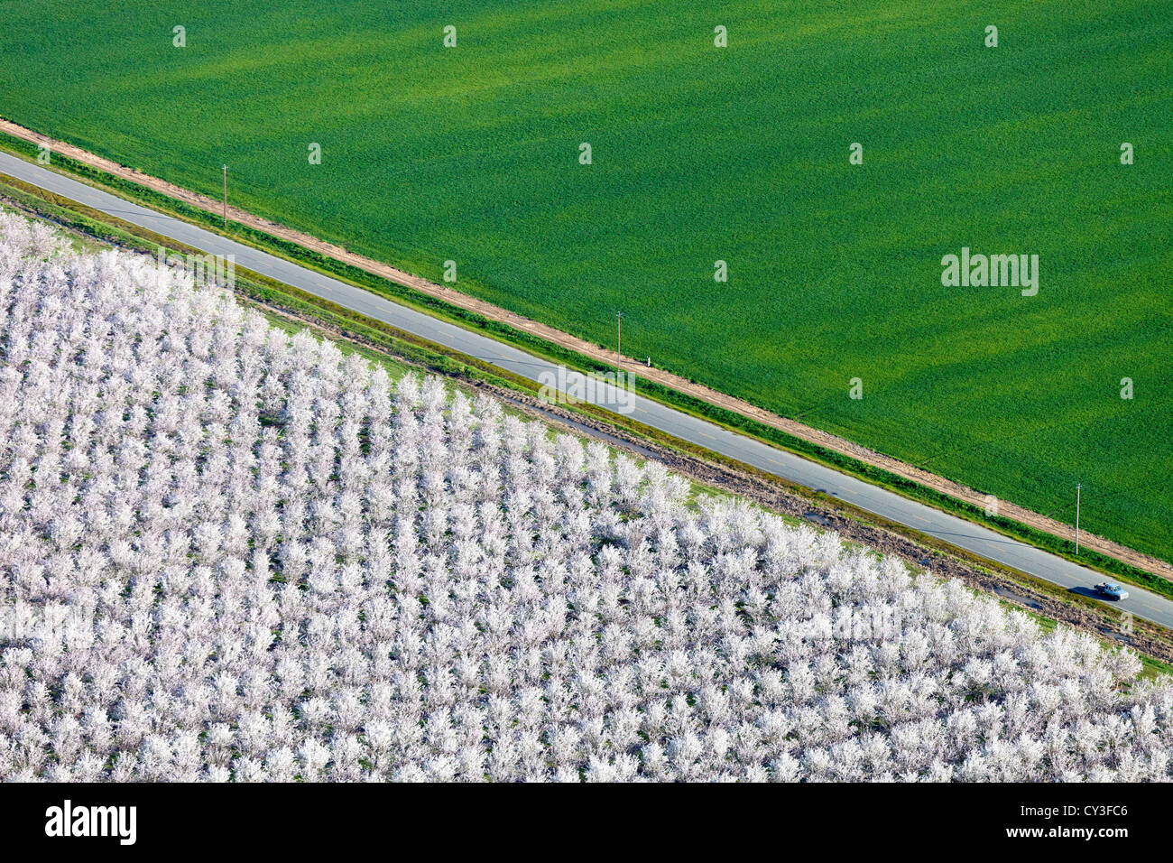 Schwärme von Schneegänsen der Llano Seco-Unit von der North Central Valley Wildlife Management Area, wie aus der Luft gesehen. Stockfoto