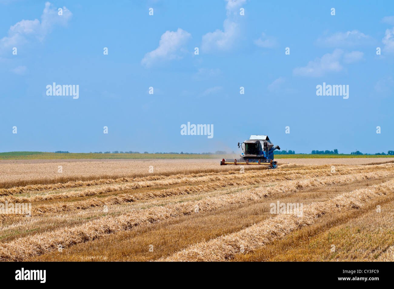 Ernten von Weizen. Field, Mähdrescher, Himmel. Stockfoto