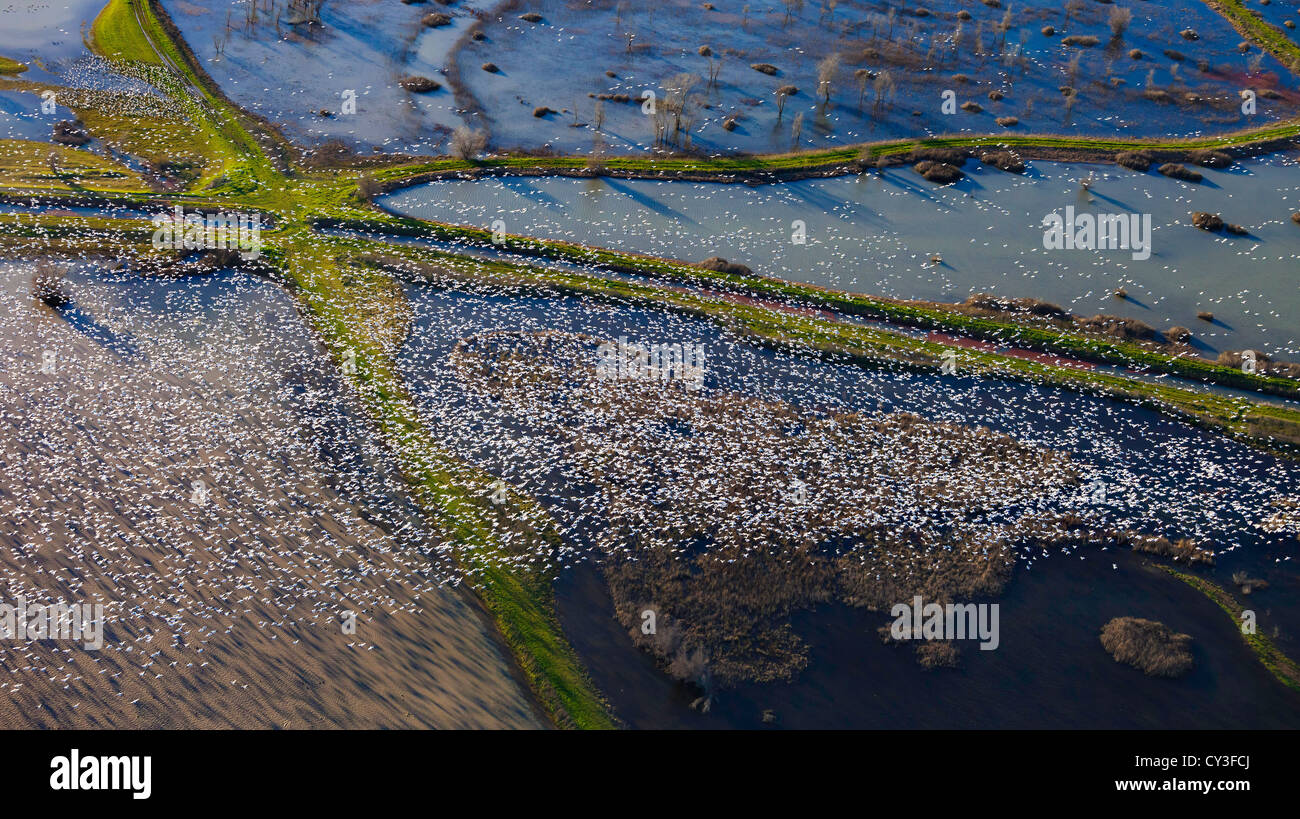 Schwärme von Schneegänsen der Llano Seco-Unit von der North Central Valley Wildlife Management Area, wie aus der Luft gesehen. Stockfoto