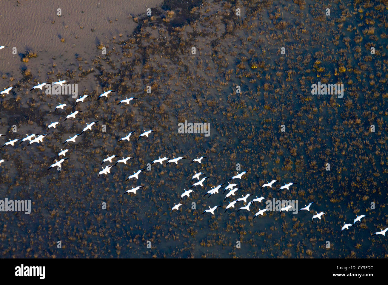 Schwärme von Schneegänsen der Llano Seco-Unit von der North Central Valley Wildlife Management Area, wie aus der Luft gesehen. Stockfoto