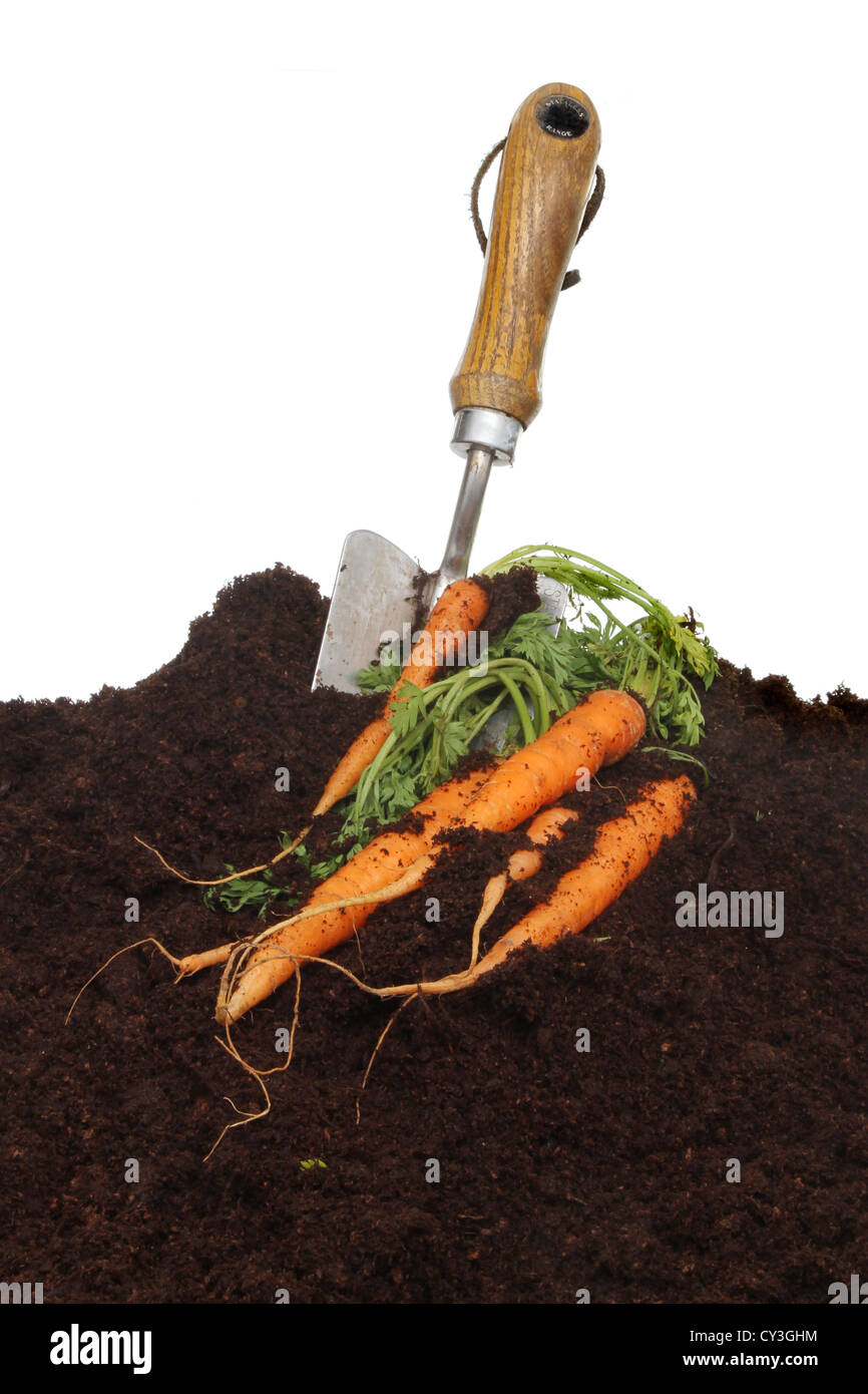 Frisch gegraben, Karotten und eine Kelle im Boden vor einem weißen Hintergrund Stockfoto