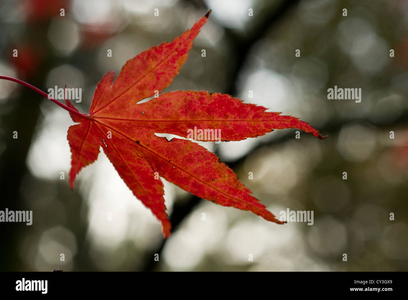 Eine rote japanische Acer Blatt Stockfoto