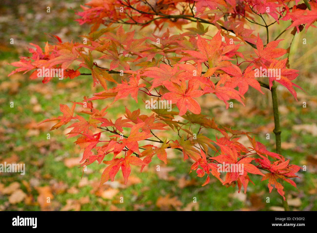 Japanische Acer und Rasen mit verstreuten Blätter Stockfoto