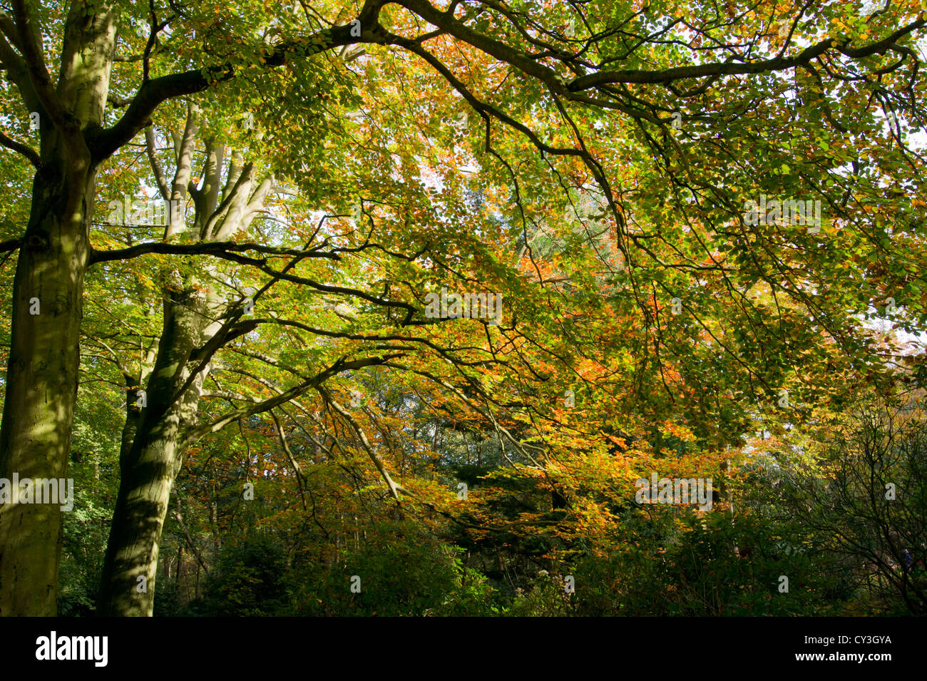 Goldene Herbst Licht und Buche Bäume Stockfoto