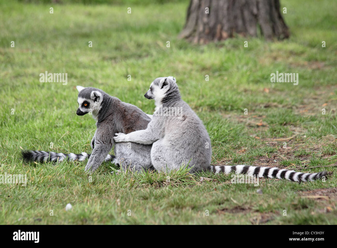 Lustige Foto von zwei ringtailed Lemuren.  Man sieht, als ob es getrunken wird und zum anderen es hält. Stockfoto