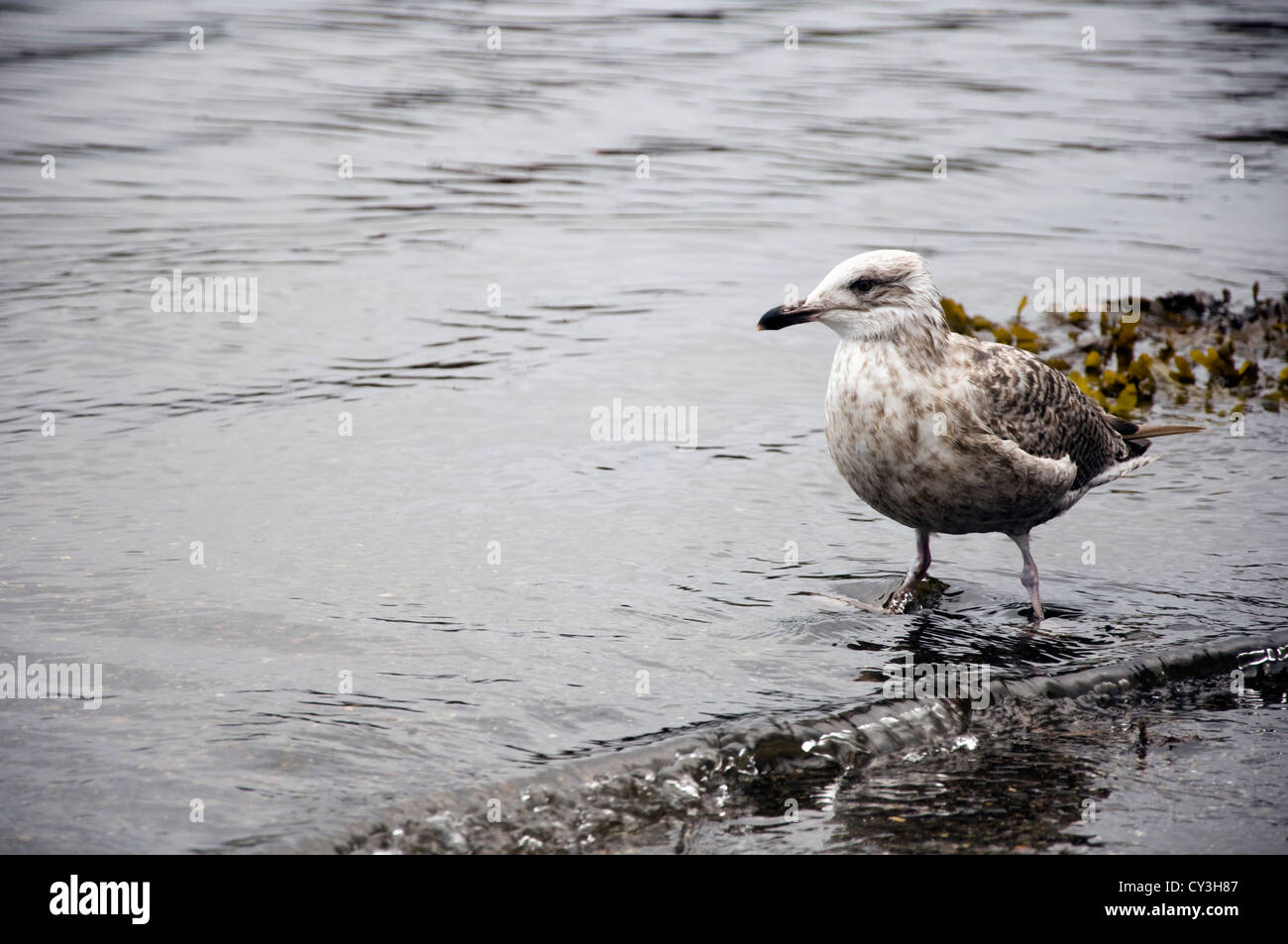 Junge Möwe stehend im Wasser Stockfoto