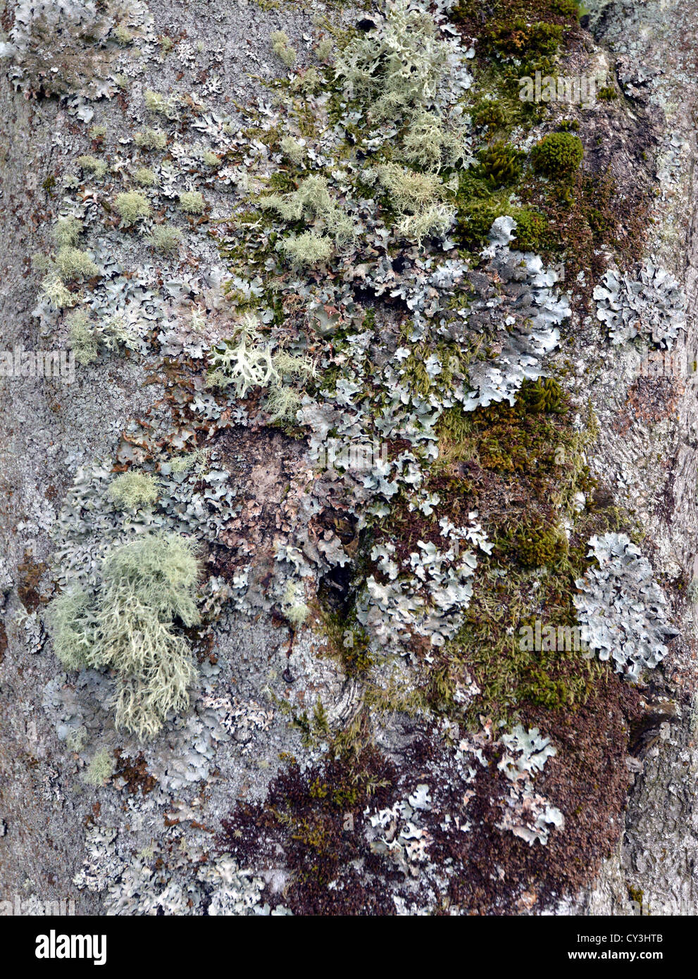 Flechten (Usnea und Hypogymnia Physodes) und Moos auf Baumstamm Stockfoto