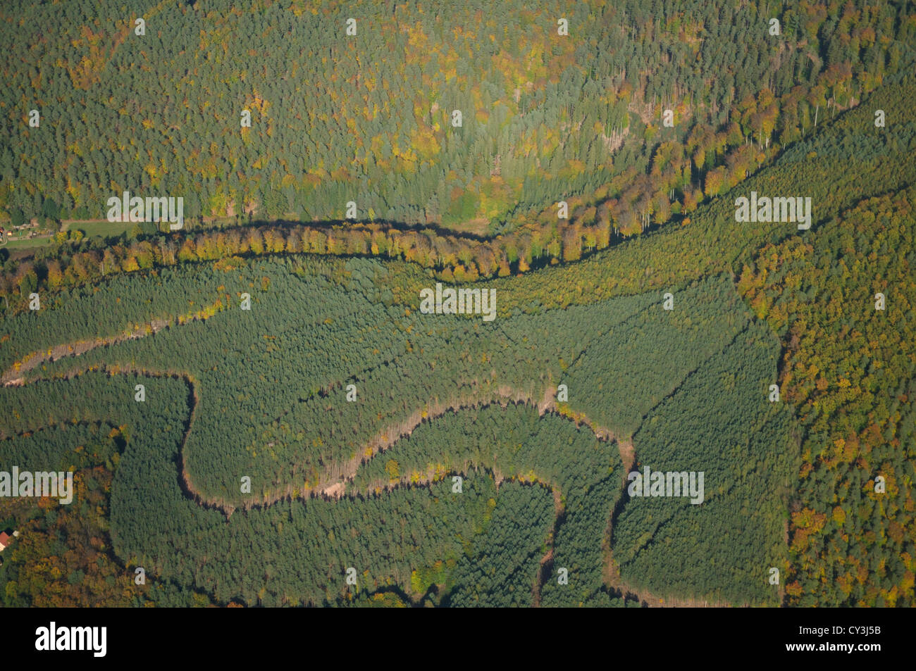 Sturzelbronn Wald im Herbst, natürlichen regionalen Park der Nordvogesen, Moselle, Lothringen, Frankreich Stockfoto