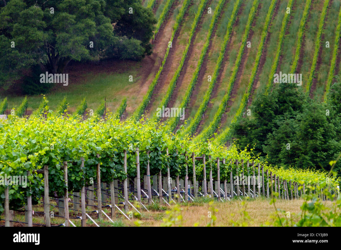 Weinberg auf die Anderson Tal Wein-Land im Norden Kaliforniens. Stockfoto