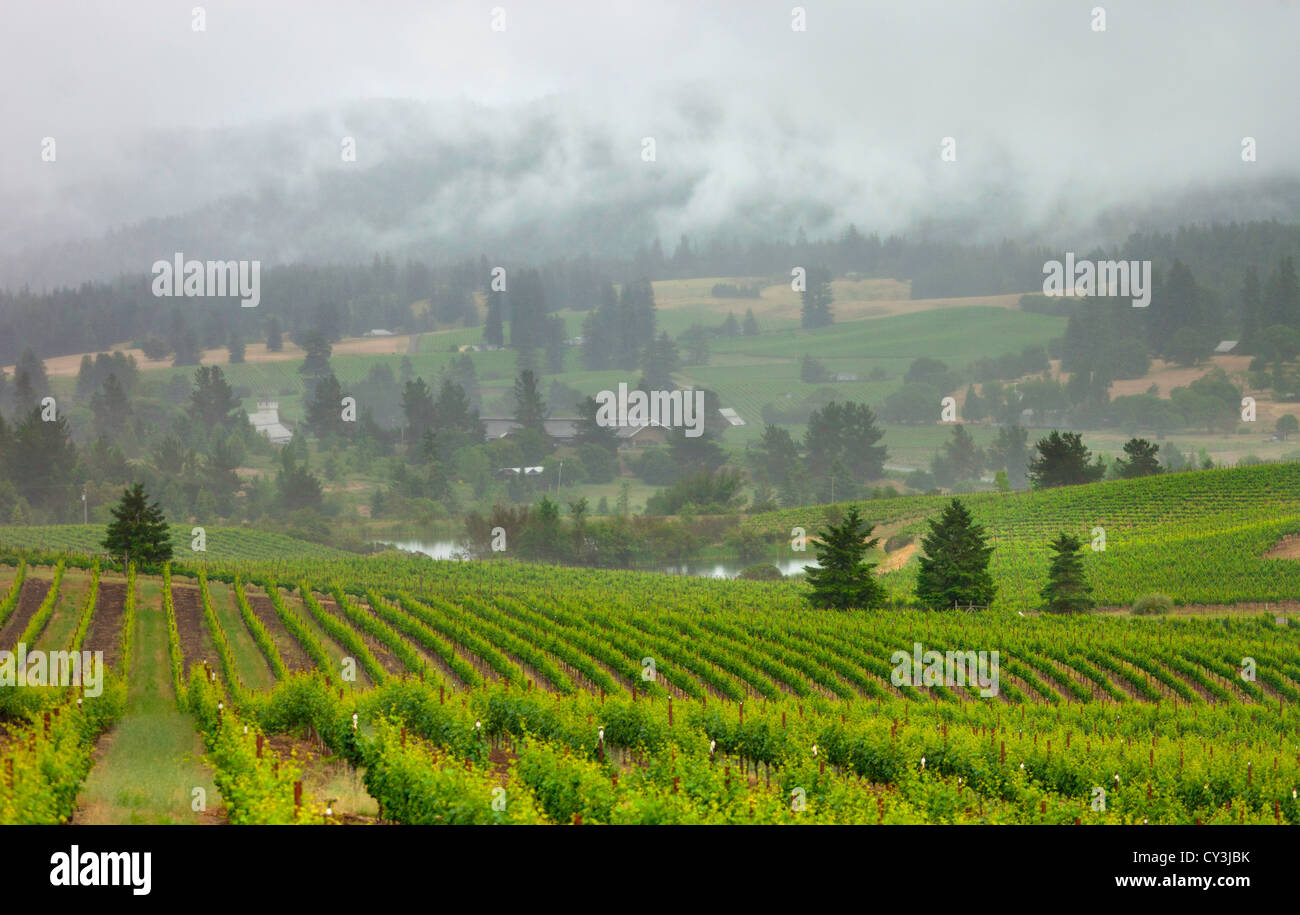 Weinberg auf die Anderson Tal Wein-Land im Norden Kaliforniens. Stockfoto