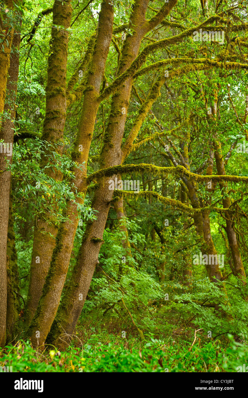 Wald in Hendy Woods State Park in Anderson Valley of Northern California. Stockfoto