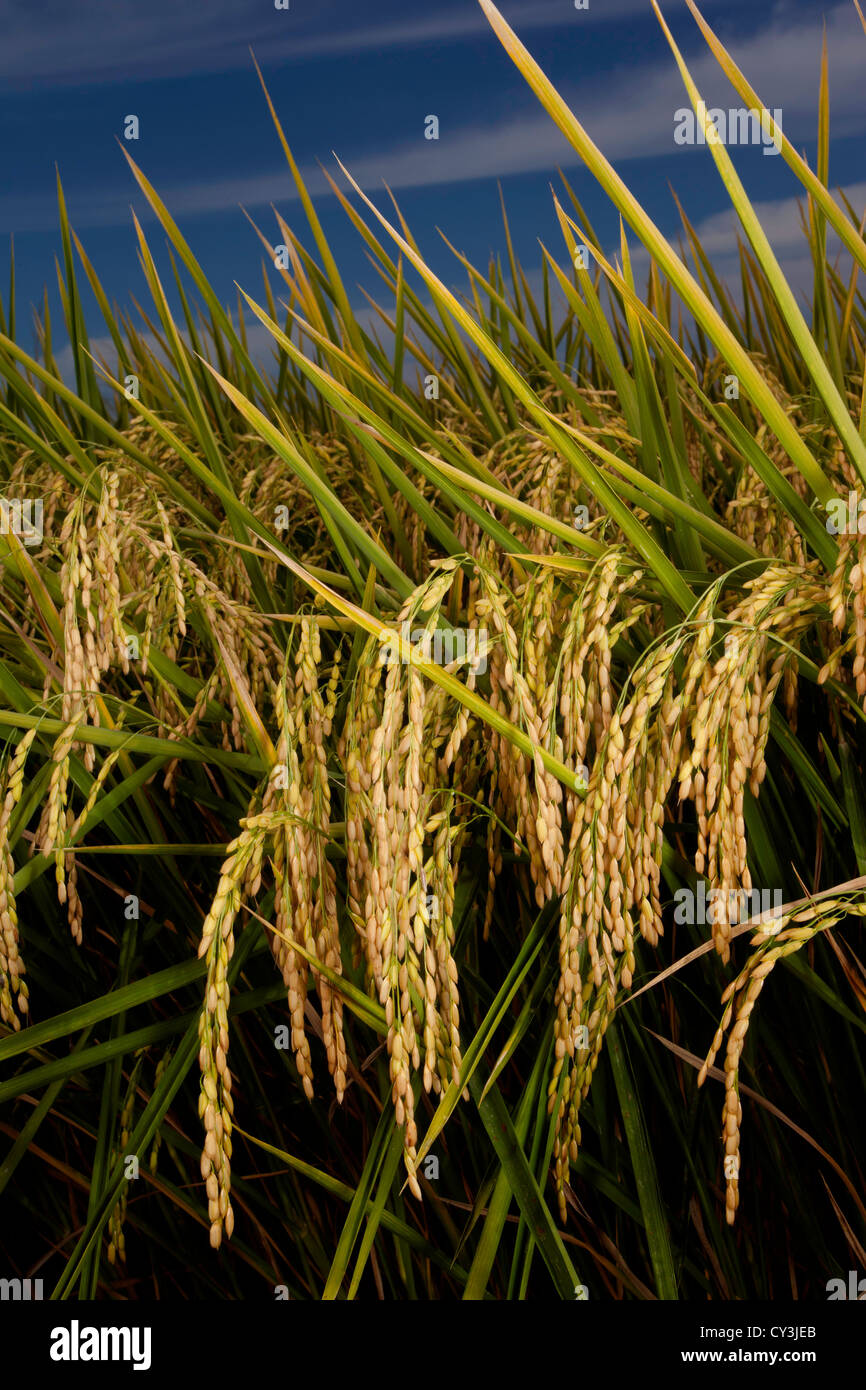 Reife Köpfe der Reis reif für die Ernte im Sacramento Valley, Kalifornien. Stockfoto