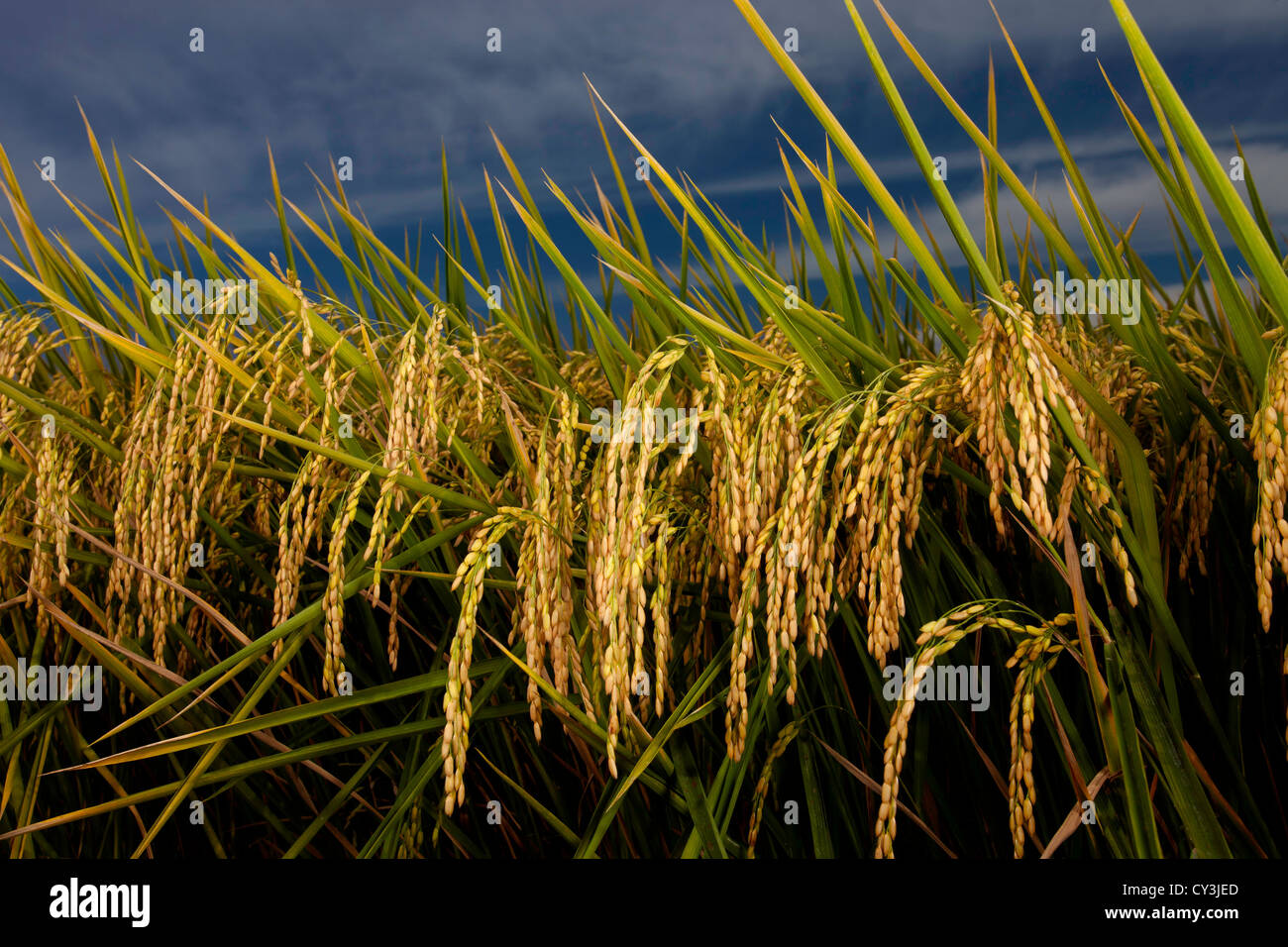 Reife Köpfe der Reis reif für die Ernte im Sacramento Valley, Kalifornien. Stockfoto