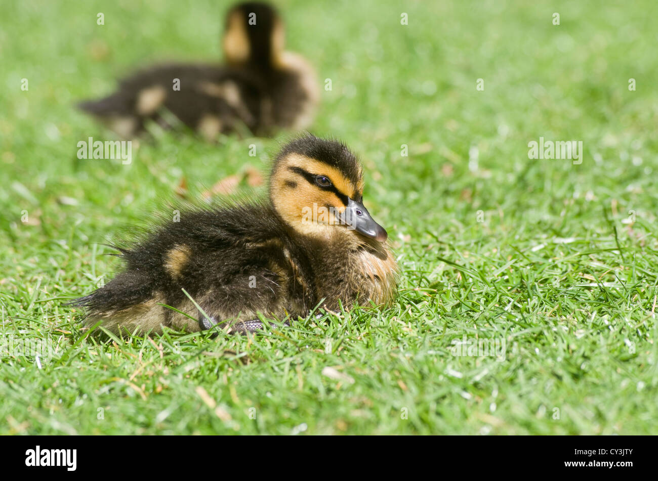 Stockente Enten Anas Platyrhynchos auf Rasen Stockfoto