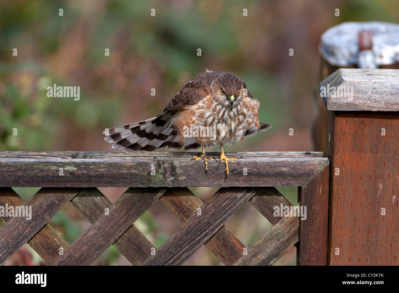 Sharp – Shinned Hawk (Accipiter Striatus) unreif putzen auf Zaun in Nanaimo, Vancouver Island, BC, Kanada im März Stockfoto