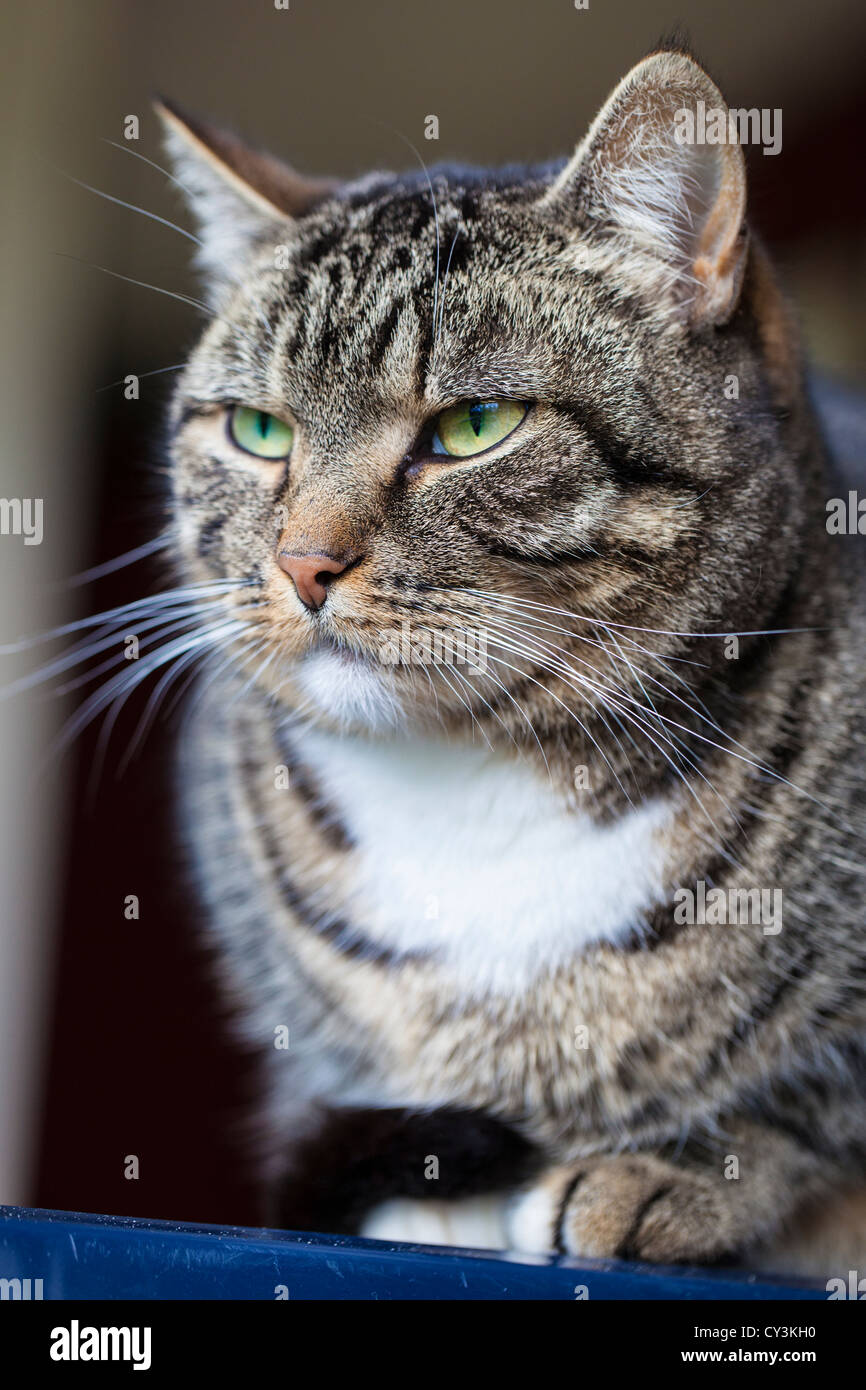 Grau tabby cat Stockfoto