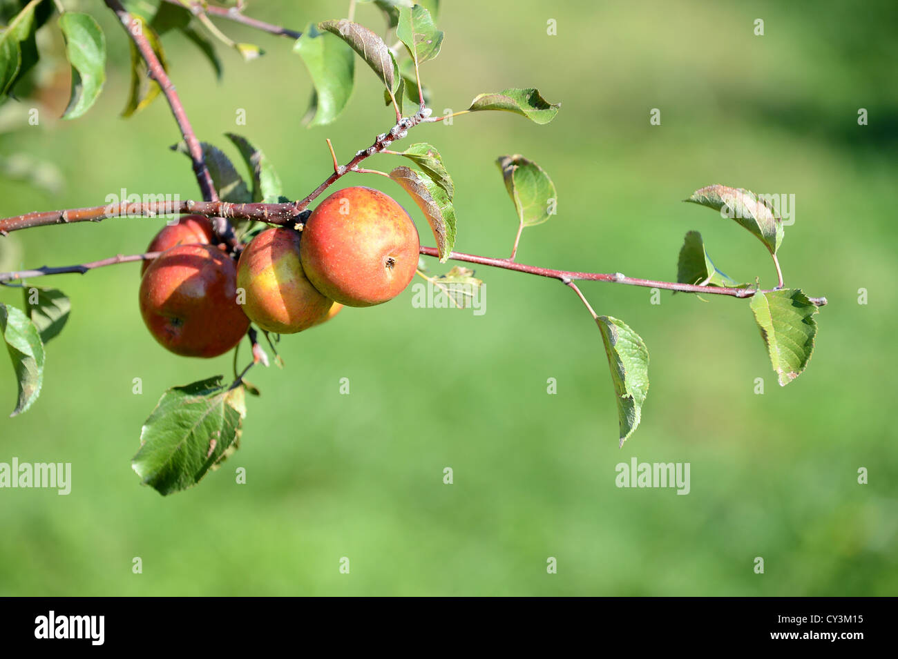 Rote Äpfel Reifen auf Ast an sonnigen Tag Stockfoto