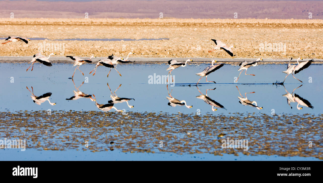 Puna oder Jamess Flamingos (Phoenicoparrus Jamesi) im Flug, Chile Stockfoto