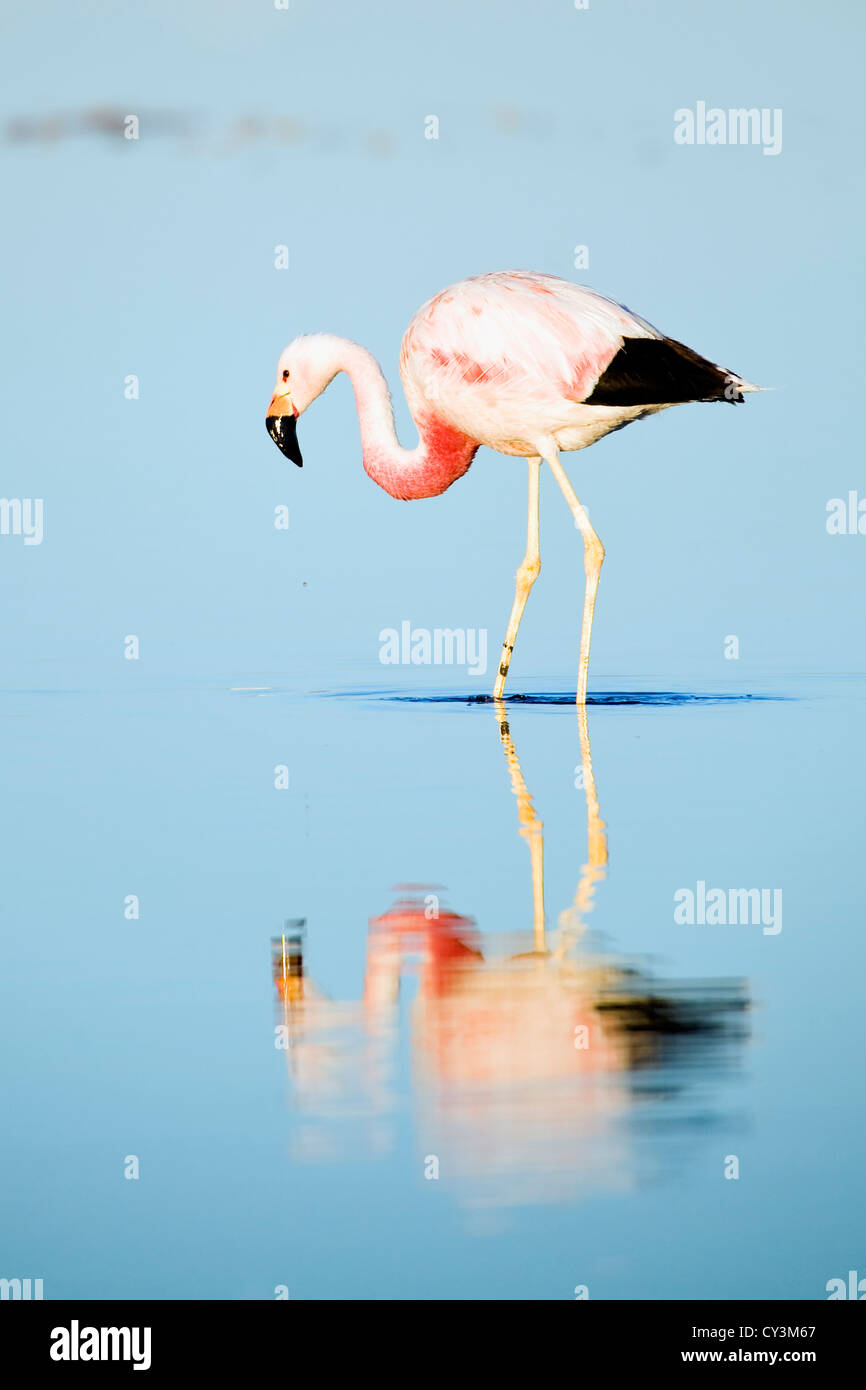 Anden Flamingo (phoenicoparrus andinus), Chile Stockfoto