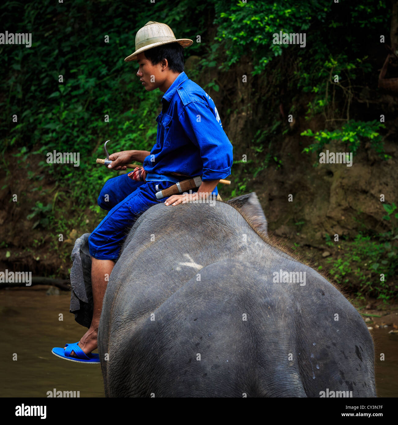 Mahut auf einem Elefanten auf einem Fluss für die Reinigung, Chiang Mai, Thailand Stockfoto