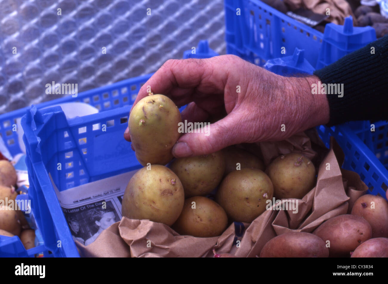 Kleine Kartoffelknollen in einem Tablett für Kartoffeln bereit gestellt. Stockfoto