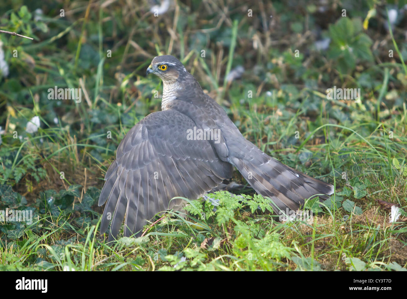 Frau Sperber Accipiter nisus Fütterung auf Holz Pigeon Stockfoto