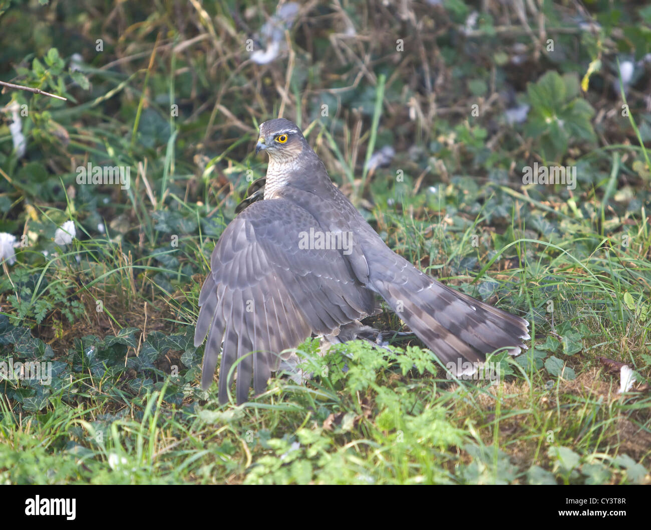 Frau Sperber Accipiter nisus Fütterung auf Holz Pigeon Stockfoto