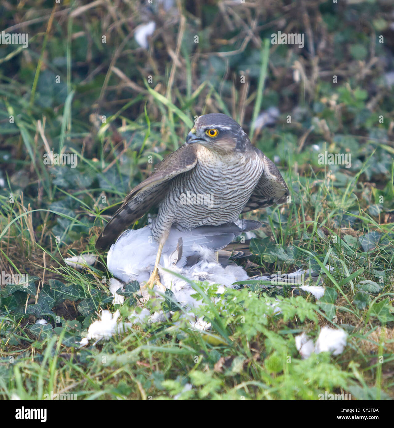 Frau Sperber Accipiter nisus Fütterung auf Holz Pigeon Stockfoto