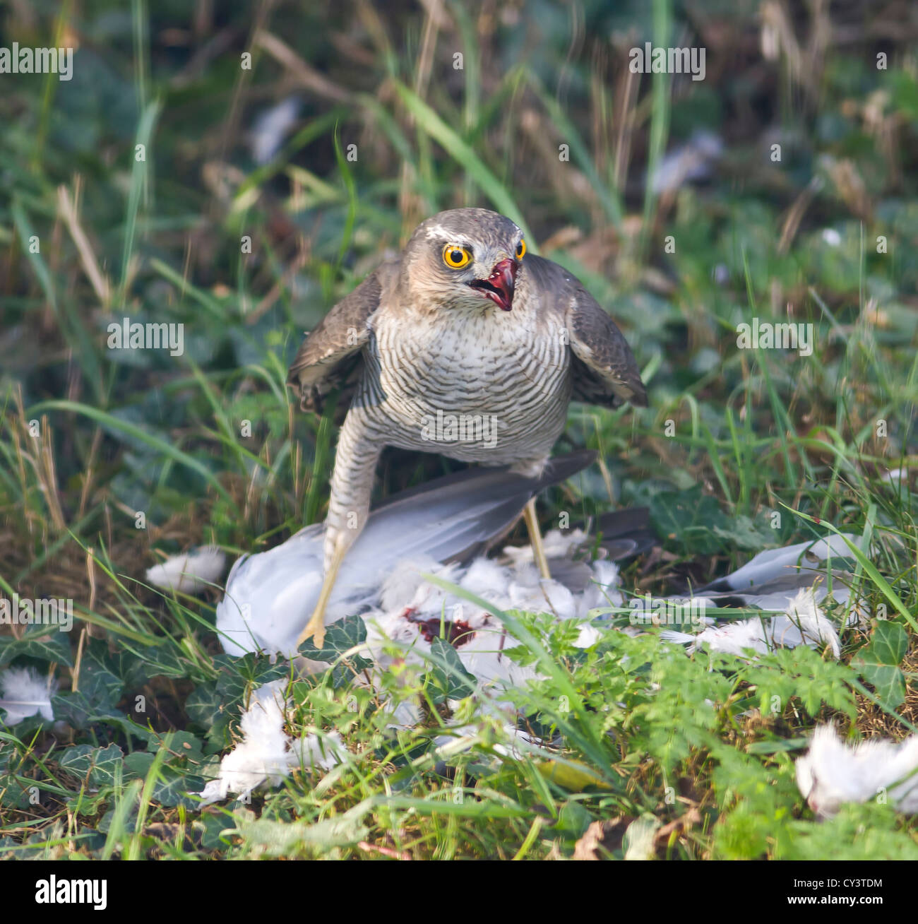 Frau Sperber Accipiter nisus Fütterung auf Holz Pigeon Stockfoto