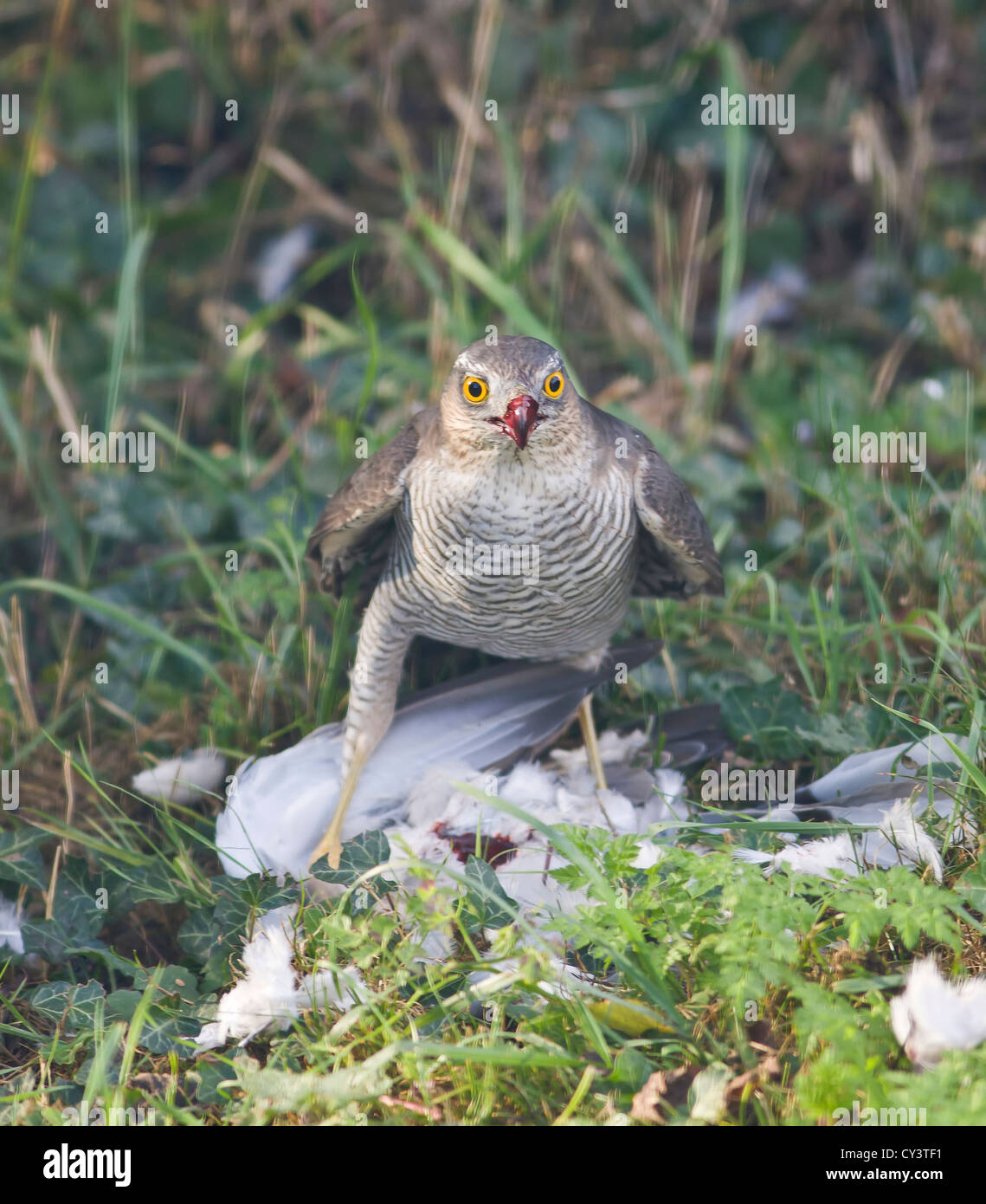 Frau Sperber Accipiter nisus Fütterung auf Holz Pigeon Stockfoto