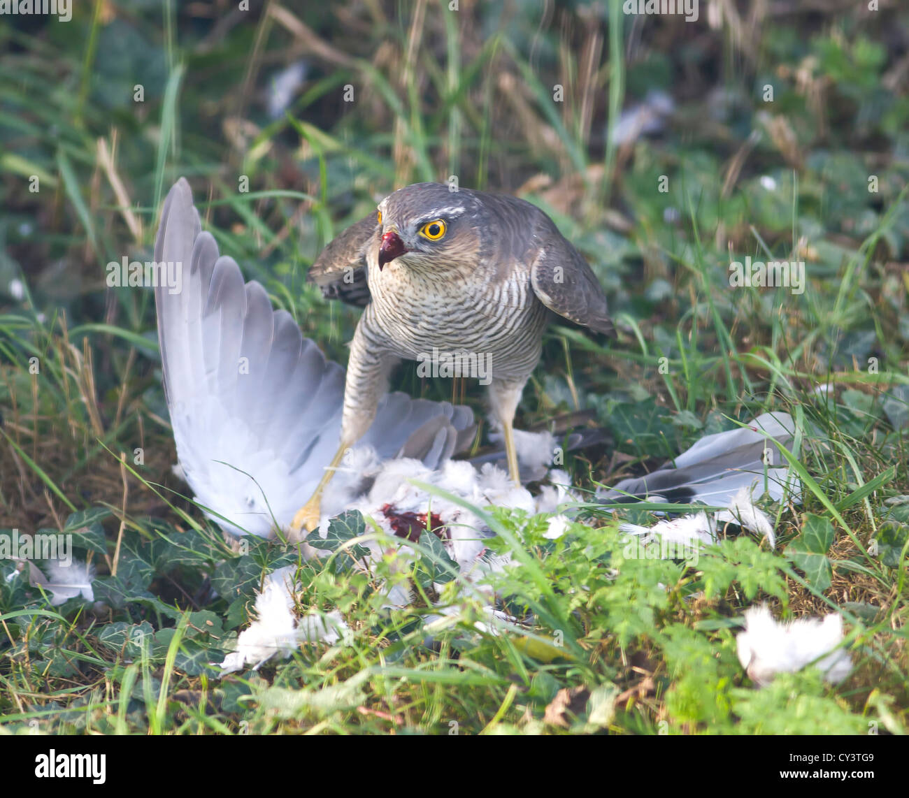 Frau Sperber Accipiter nisus Fütterung auf Holz Pigeon Stockfoto