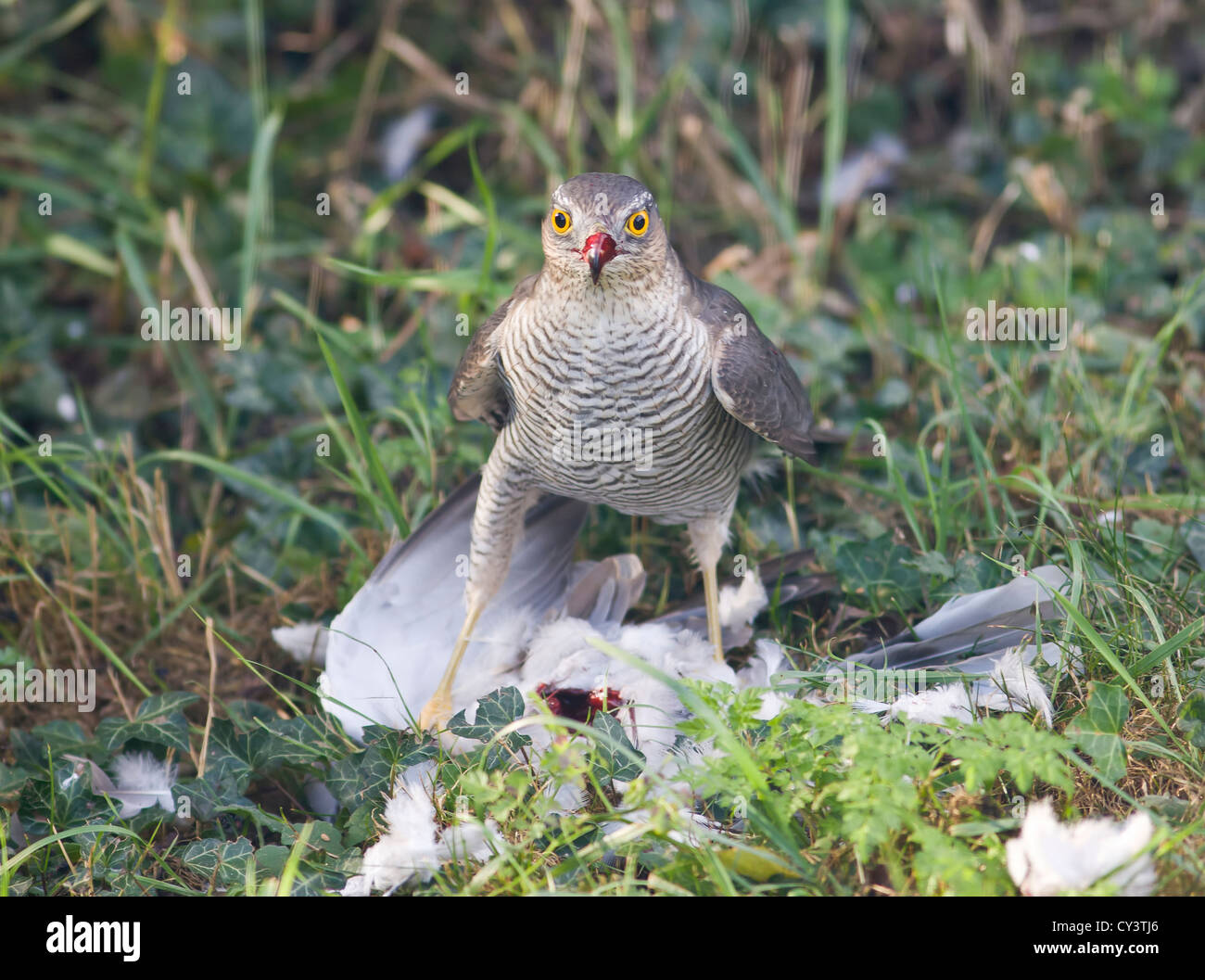 Frau Sperber Accipiter nisus Fütterung auf Holz Pigeon Stockfoto