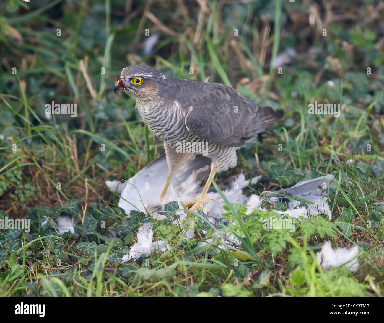 Frau Sperber Accipiter nisus Fütterung auf Holz Pigeon Stockfoto