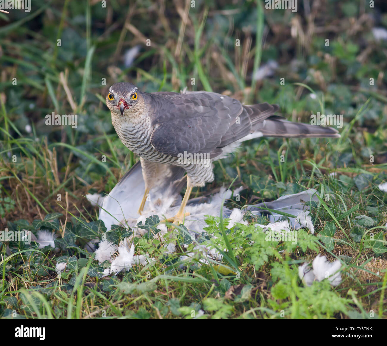 Frau Sperber Accipiter nisus Fütterung auf Holz Pigeon Stockfoto