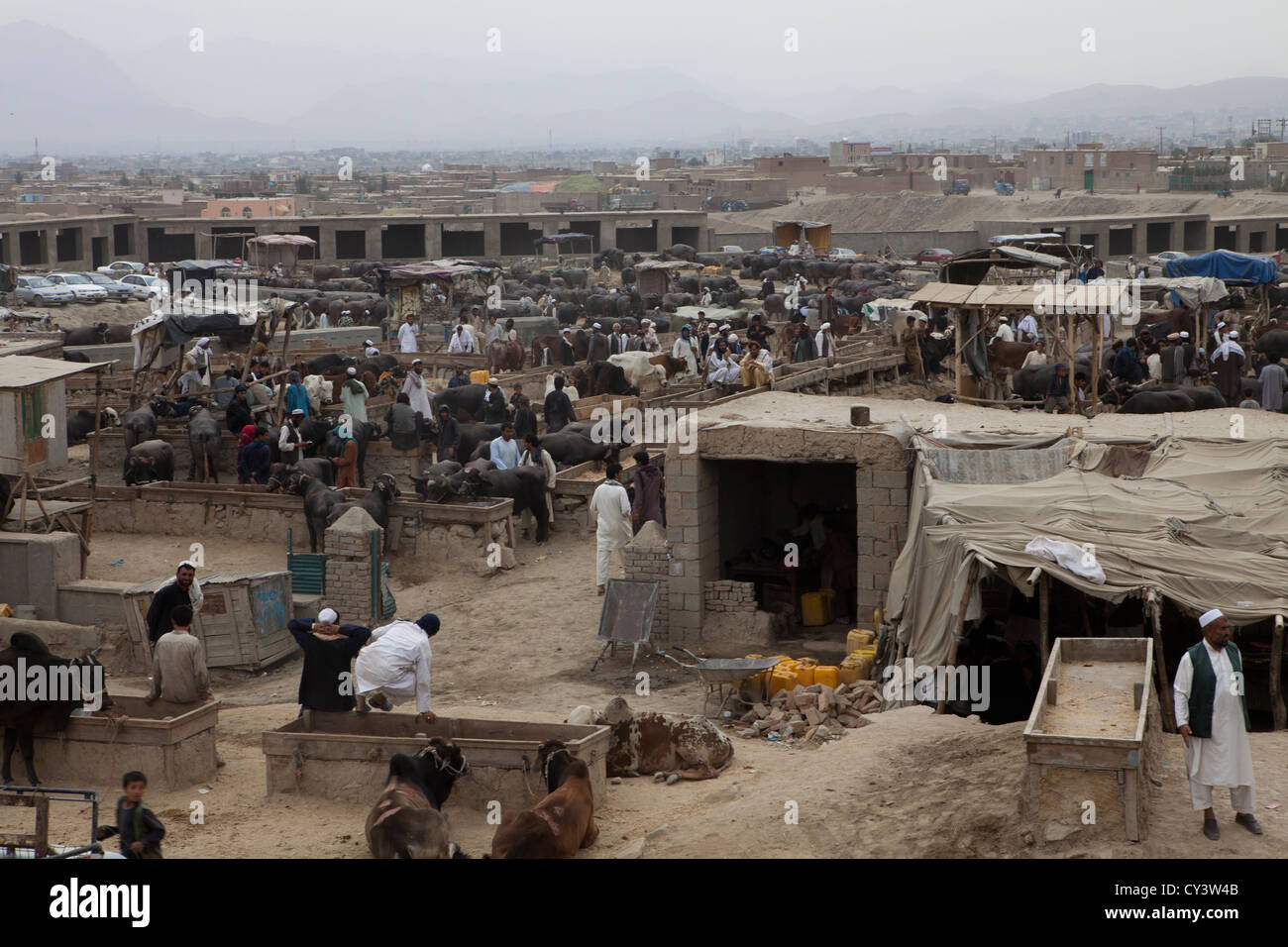 Viehmarkt in Kabul, Afghanistan Stockfoto
