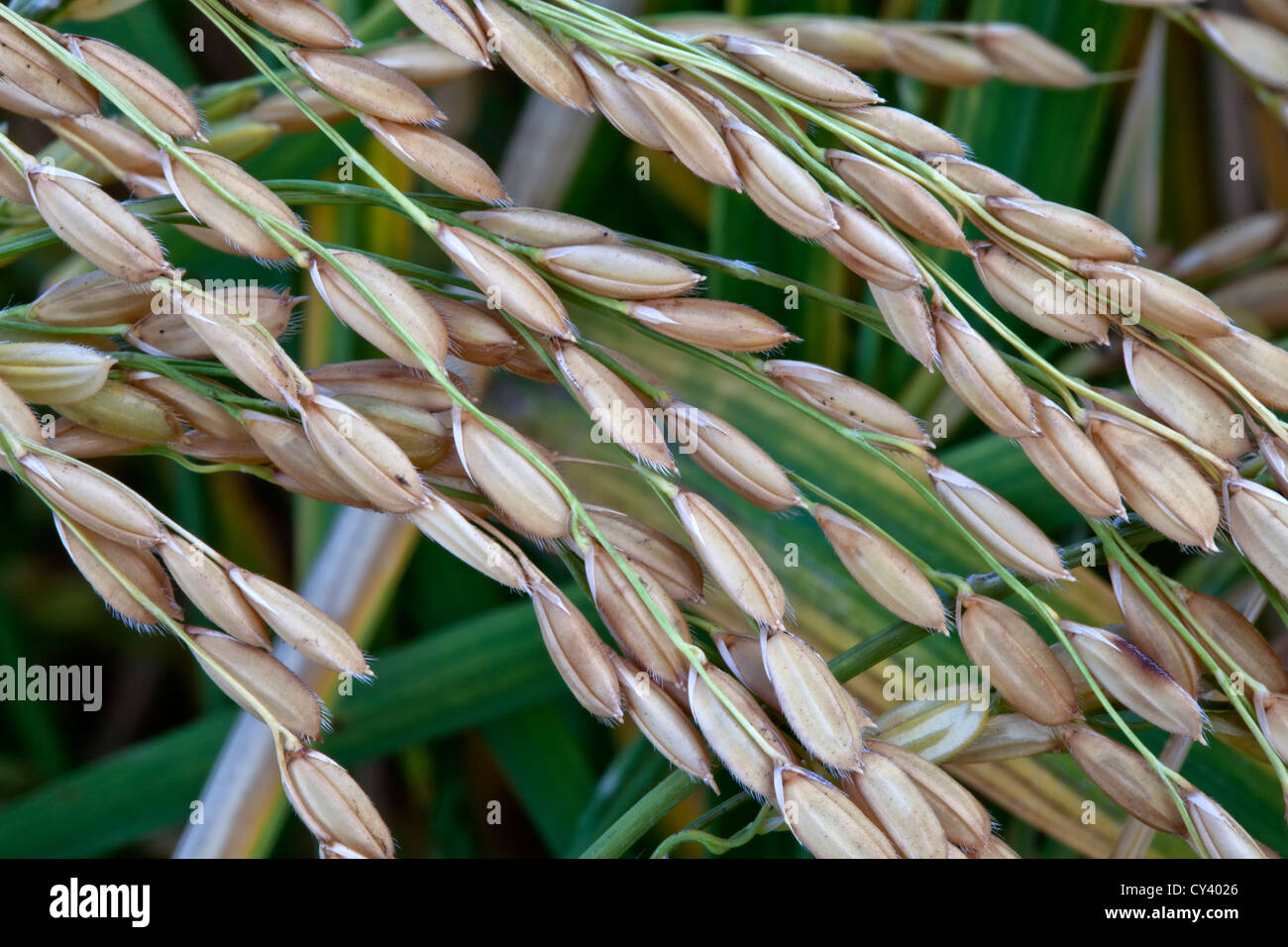 Reifen Sie "kurze Grain" weißer Reis wächst im Bereich. Stockfoto
