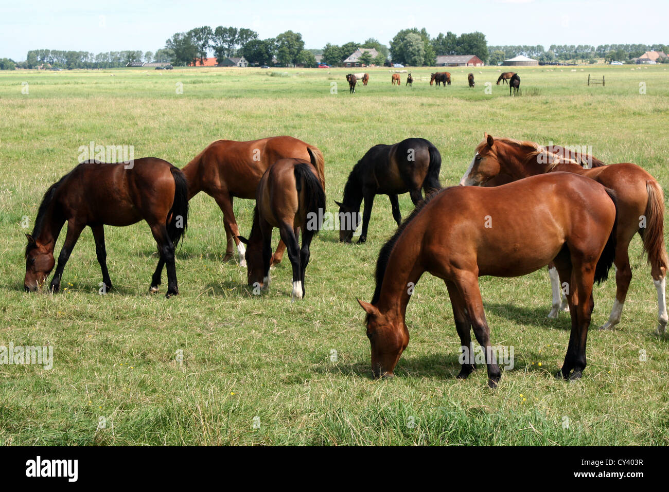 Gruppe der Pferde auf der Wiese Stockfoto