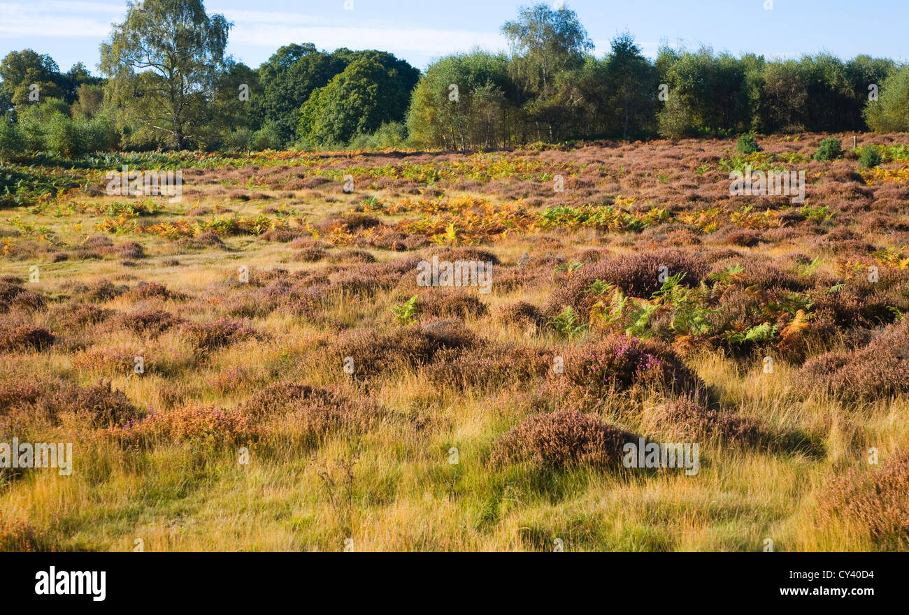 Heide Landschaft Herbst Sutton Heath, Suffolk, England Stockfoto