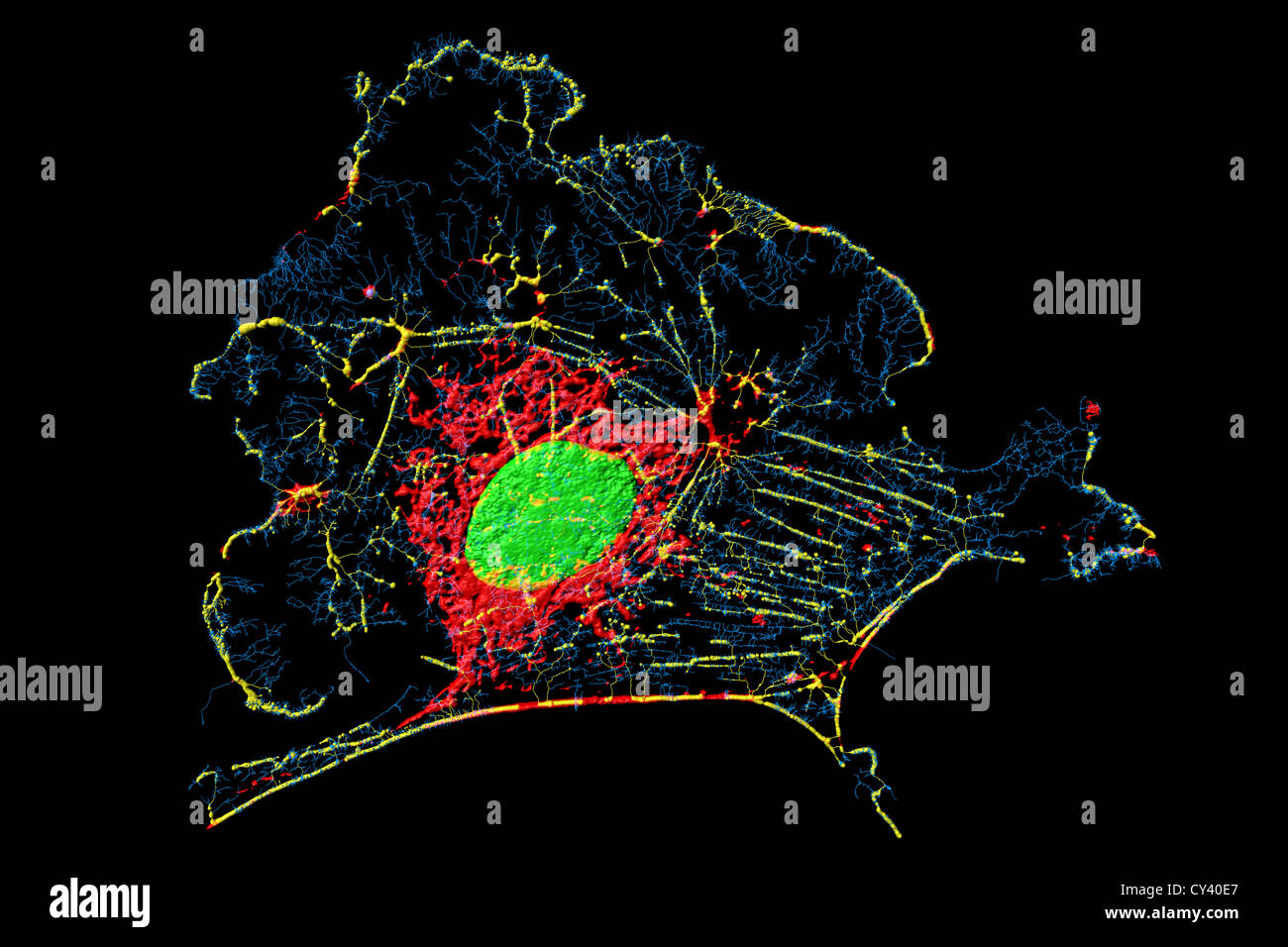 Beschäftigt, Mitochondrien und Kerne in Fibroblasten-Zelle Stockfoto