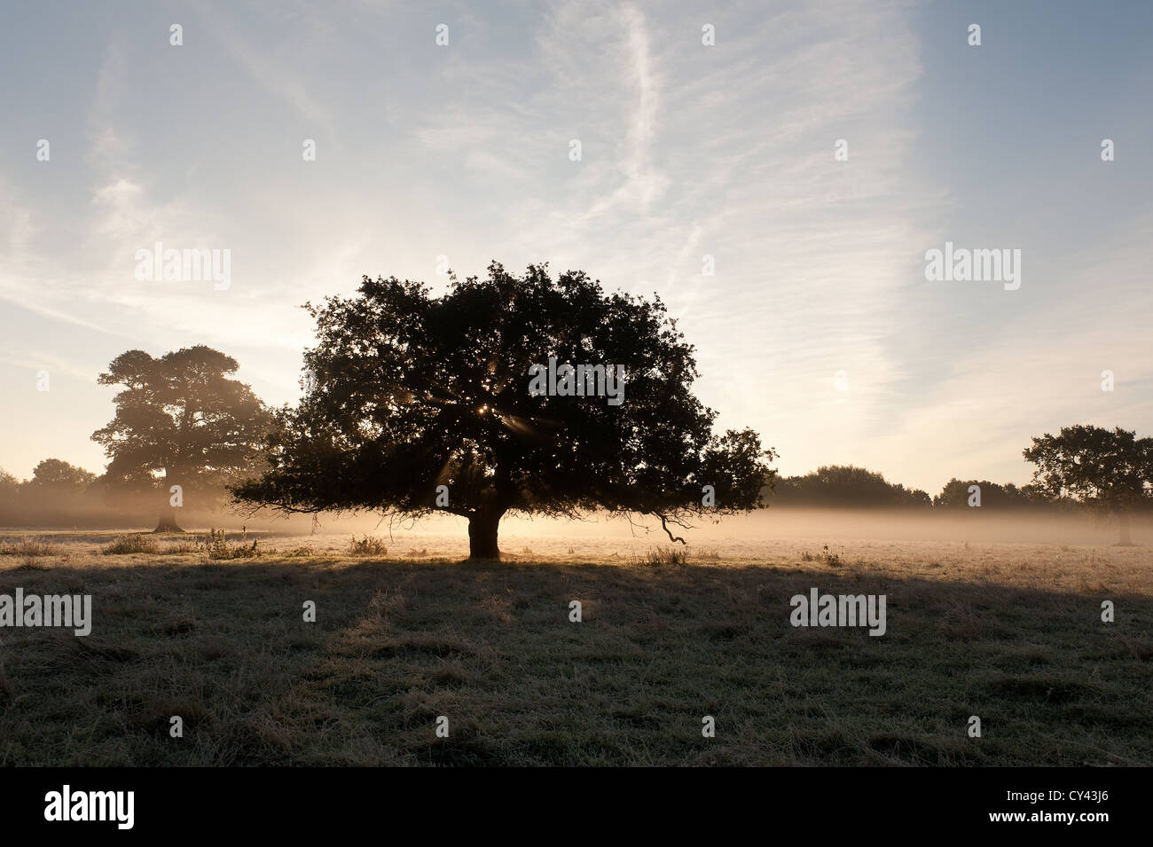 Sonnenaufgang durch frühen Morgennebel Sommer erstellt von Fluß Darent steigt auf nahe gelegenen Feldern launisch neblige Gefühl verborgen Formen Stockfoto