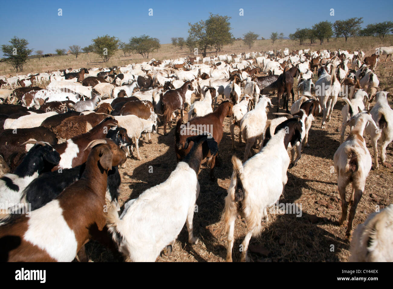 Himbas in Namibia. Stockfoto