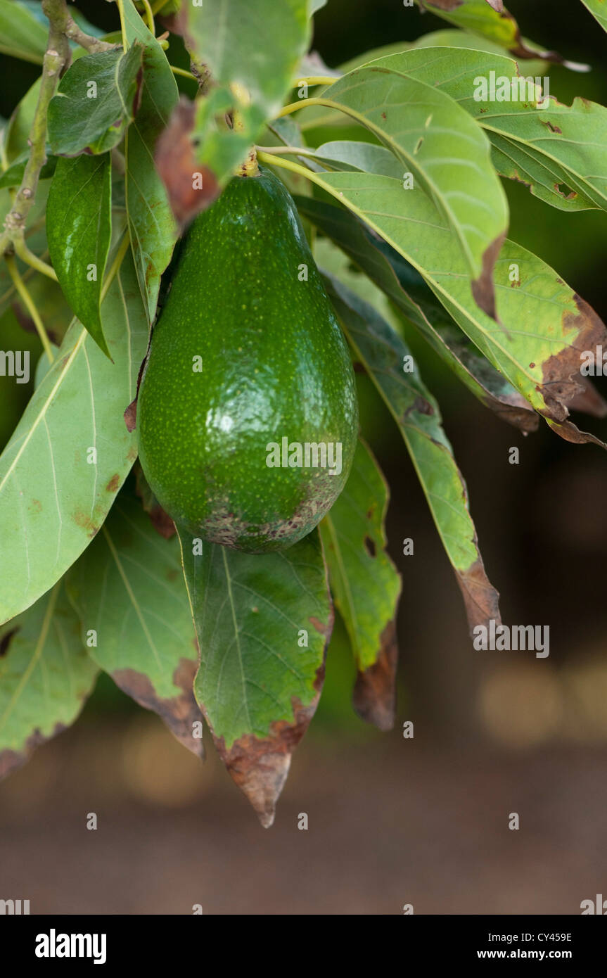 Avocado-Frucht (Persea Americana) auf einem Baum in einem Obstgarten. Fotografiert im Kibbuz Maagan Michael, Israel Stockfoto