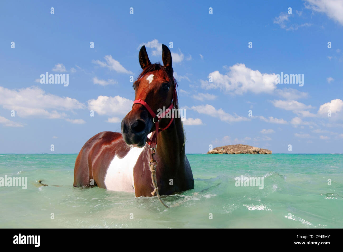 Man wäscht sein Pferd im Mittelmeer Stockfoto